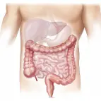 Ilustração do sistema digestivo