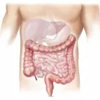 Digestive system illustration