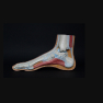Illustration of a foot